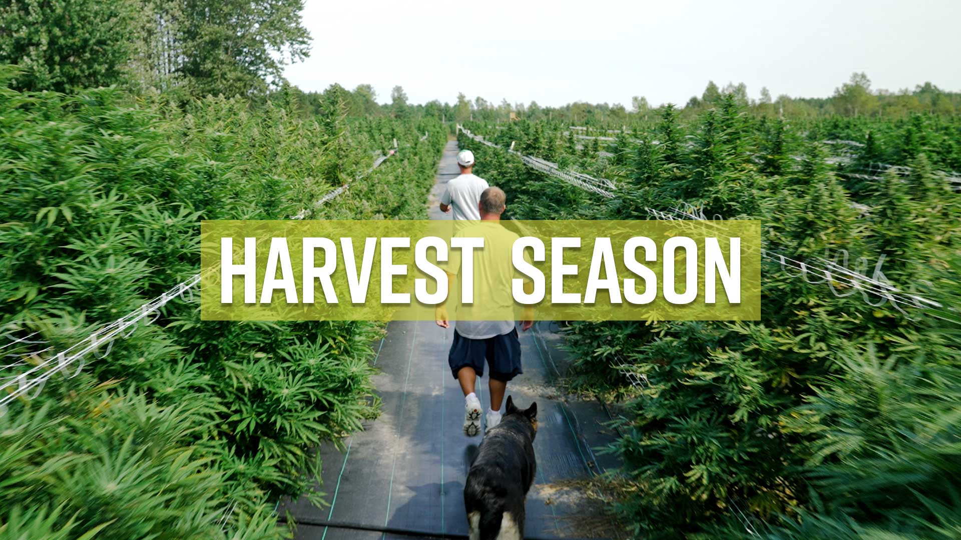 Filming Harvest Season 2024 with Rollganic Gardens